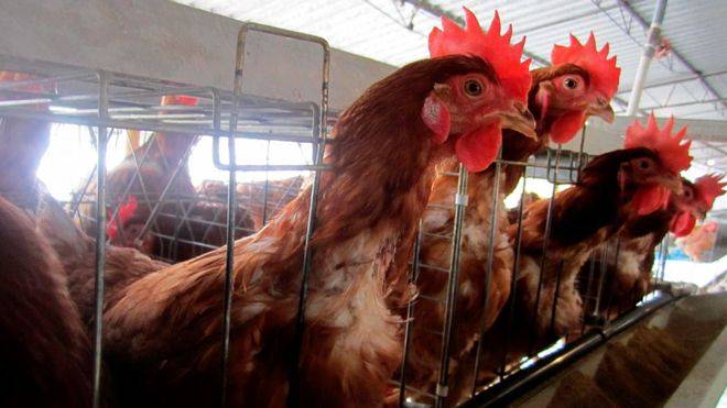 gripe-aviar-h10n3-podria-causar-una-pandemia imágen de artículo