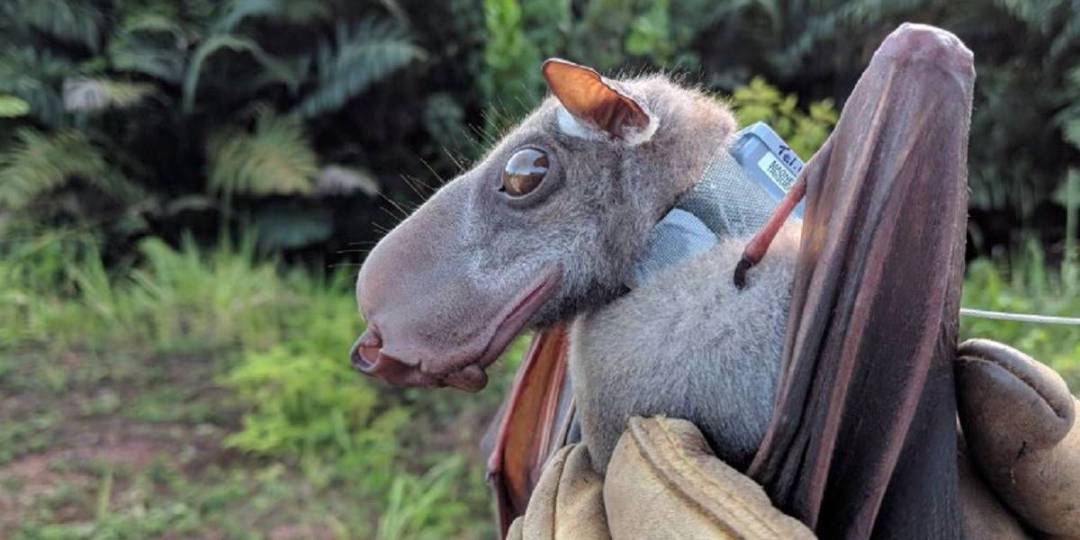Murciélago cabeza de martillo: ¿podría causar una Epidemia de Ébola?