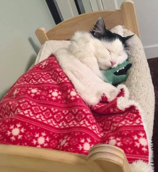 Los gatos que duermen con sus dueños podrían contraer COVID-19