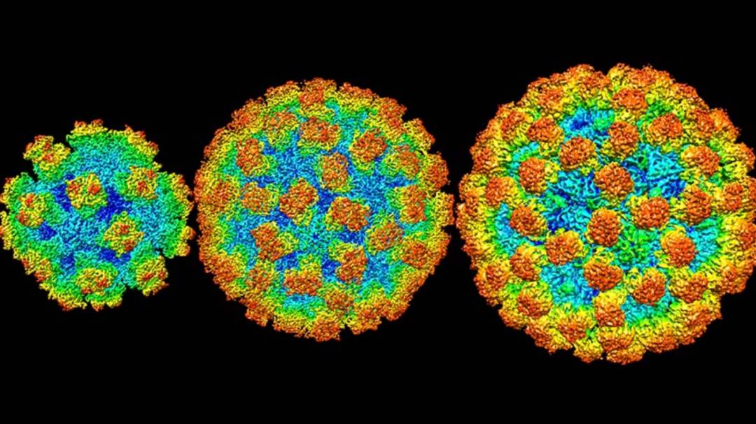 que-es-el-norovirus-brote-de-vitus-registrado-en-reino-unido imágen de artículo