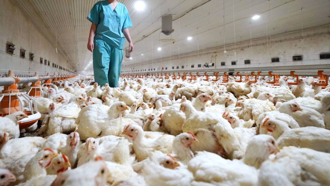 gripe-aviar-que-tan-peligrosa-es imágen de artículo
